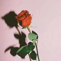 蜜桃观察家